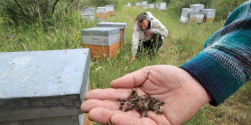 abeille,apiculture,pesticide,surmortalité,pyrénées,ariège