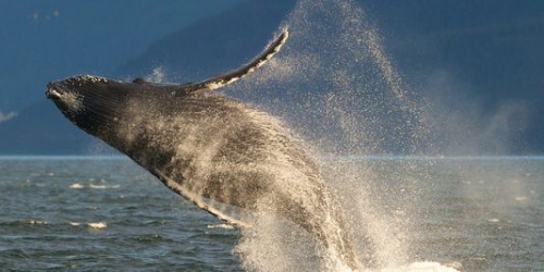 baleine à bosse,espèce menacée,danger,extinction