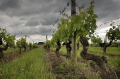 viticulture,pesticides,epandage aérien,loi