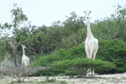 girafe, girafe blanche, 