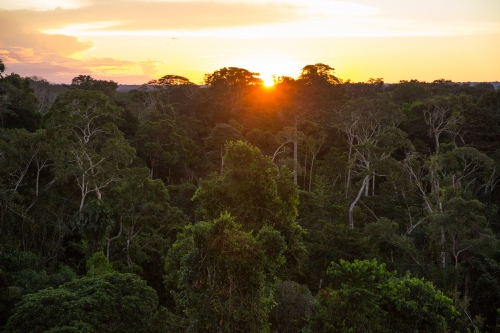 Amazonie WWF.jpg