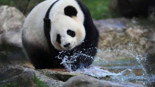 panda,naissance,zoo,beauval