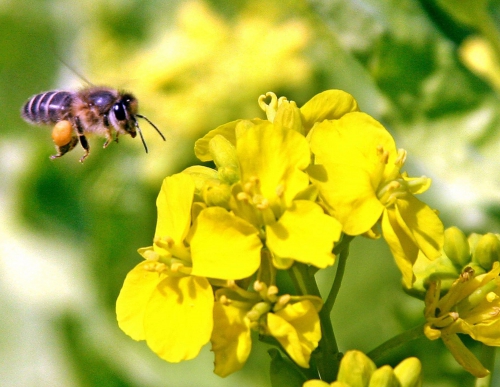 abeilles,pollinisation,invention,japon,mini drones