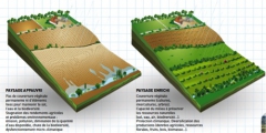 agroforesterie infographie.jpg