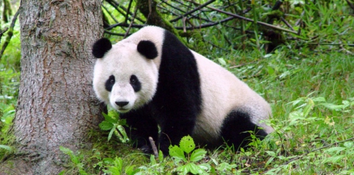 panda,étude scientifique,déforestation,réchauffement climatique,habitat