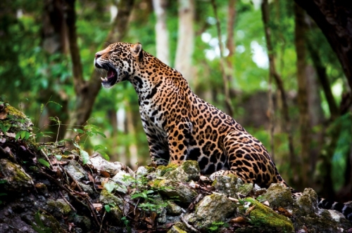 jaguar,mexique,espèce quasi menacée,chiffre