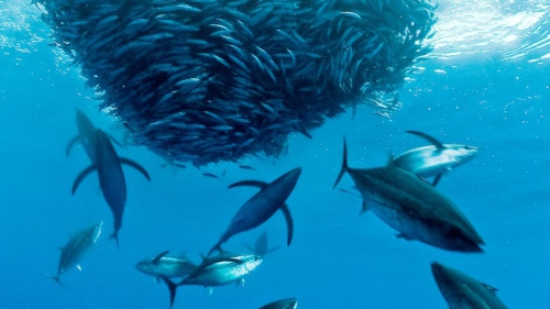 journée mondiale de l'océan,préservation ressources halieutiques