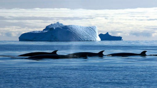 antarctique,protection,océan,animaux,conflit,ccamlr