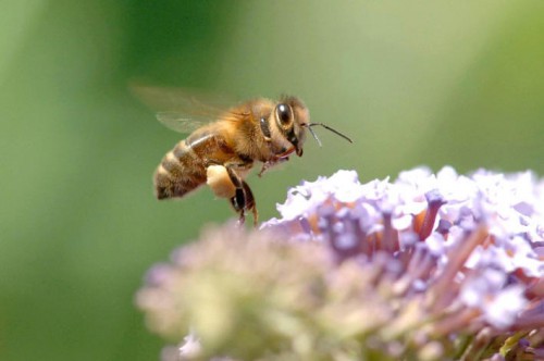 ruches,abeilles,site,préservation,parrainage