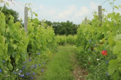 viticulture durable,château couhins,villenave d'ornon,prix,médaille d'or,appellation pessac-léognan