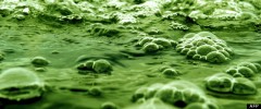 micro algues carburant.jpg