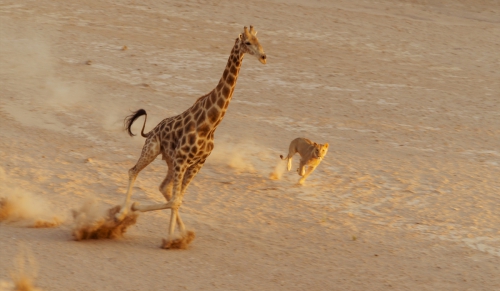 girafe et lion du désert.jpg