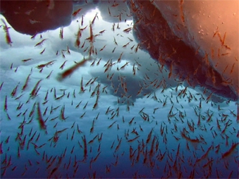 arte,documentaire,krill,réchauffement climatque,changement,océan,antarctique