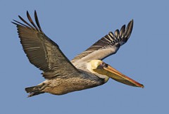 pelican bruns.jpg