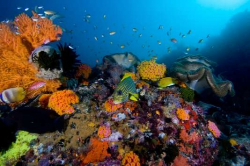 réchauffement climatique,corail,océan,australie,grande barrière de corail,étude scientifique,blanchissement