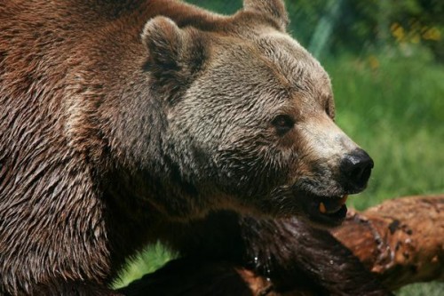 ours,pyrénées,pétition,pays de l'ours