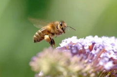 abeilles,néonicotinoïdes,pesticides,déclin