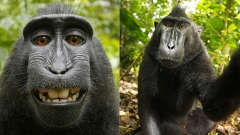 macaque noir,uicn,menacé disparition,indonésie