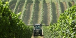pesticides épandage vigne.jpg