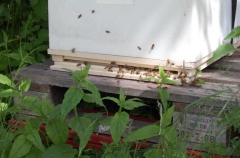 abeille,disparition,hecatombe,pays-bas,miel,pollinisation