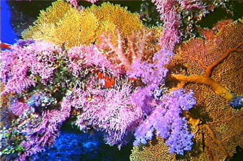 barrière corail australie.jpg