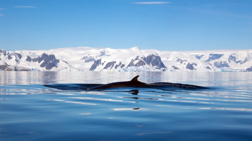 réchauffement climatique,baleine,cétacé,antarctique