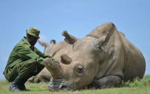 rhinocéros blanc du nord,bébé rhino in vitro,bébé rhino éprouvette