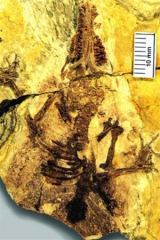 fossile juramaia.jpg