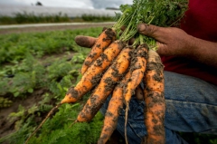 agriculture bio carottes afp.jpg