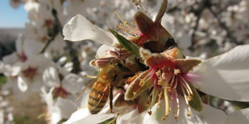 apiculture,abeilles,pesticide,pollinisation,épidémie,documentaire,film,disparition
