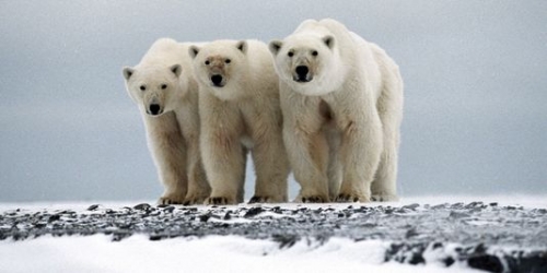 ours,ours polaire,russie,réchauffement climatique
