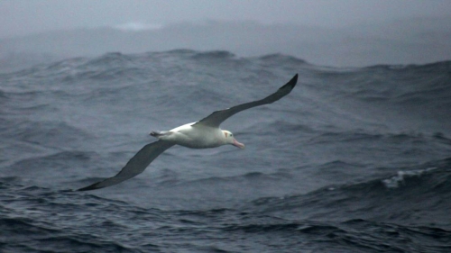 albatros-menacee-par-des-souris-geantes.jpg