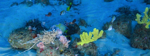 récif corallien brésil.jpg