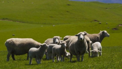 mouton,méthane,émissions de gaz à effet de serre,réchauffement climatique,lutte,prévention,nouvelle-zélande,élevage