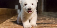 naissance,ours polaire,berlin,uicn,espèce en voie de disparition