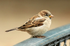 moineau-domestique-house-sparrows-paris-jardin-des-tuilleries-IMG_1314.jpg