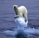 publicité,ours polaire,défense,espèce en voie d'extinction,protection