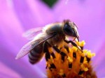apiculture,maïsiculture,pesticides