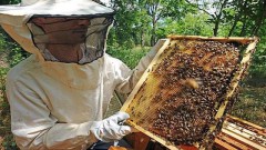 abeille,apiculture,pesticide,surmortalité,pyrénées,ariège