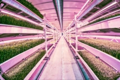 ferme urbaine souterraine,londres,agriculture verticale
