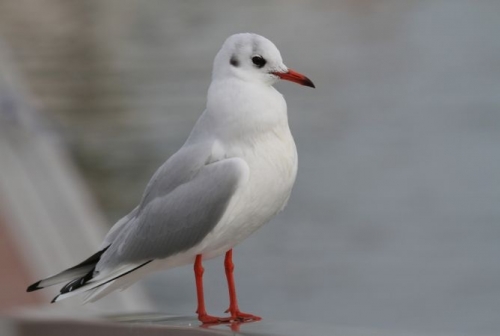 mouette rieuse 2.jpg