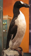 dodo grand pingouin.JPG