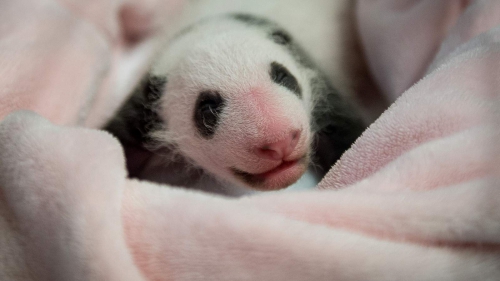 bébé panda beauval.jpg