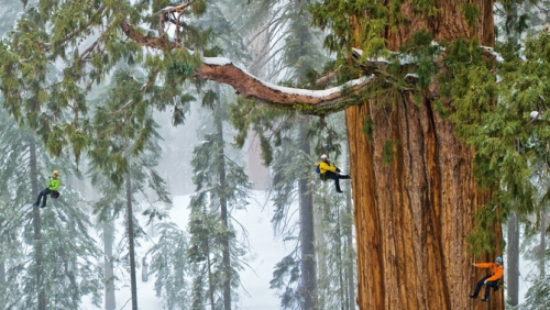 Sequoia-climbing-team-670.jpg