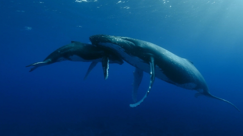 documentaire,france 5,océans,cétacés,mammifères marins