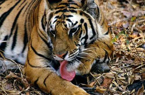 tigres wwf.jpg