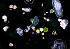 planctons.jpg
