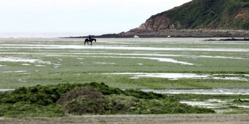 algues vertes plage-de-saint-michel-en-greve 2011.jpg