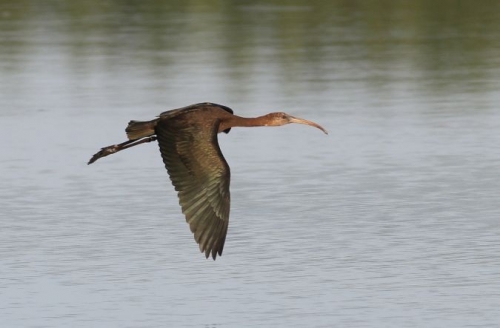 ibis falcinelle 2.jpg