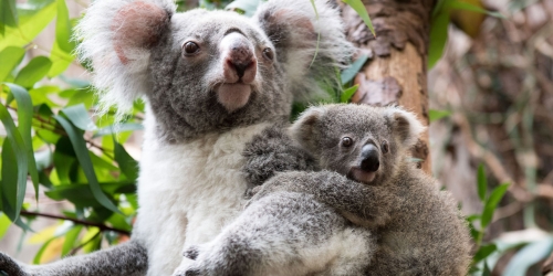 koalas afp.jpg